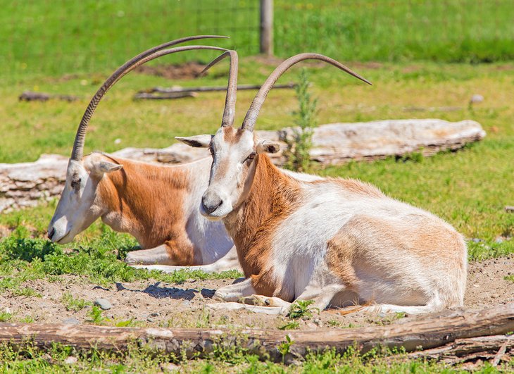 Southern Eland at the Greater Vancouver Zoo