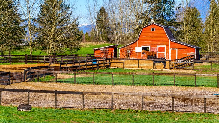 Farm in Langley