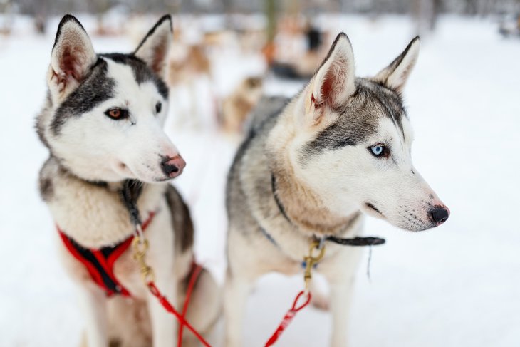 Dog sledding