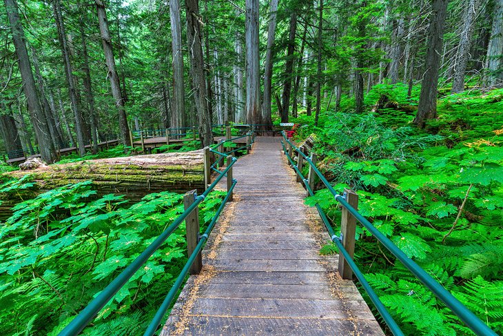 Giant Cedars Boardwalk Trail