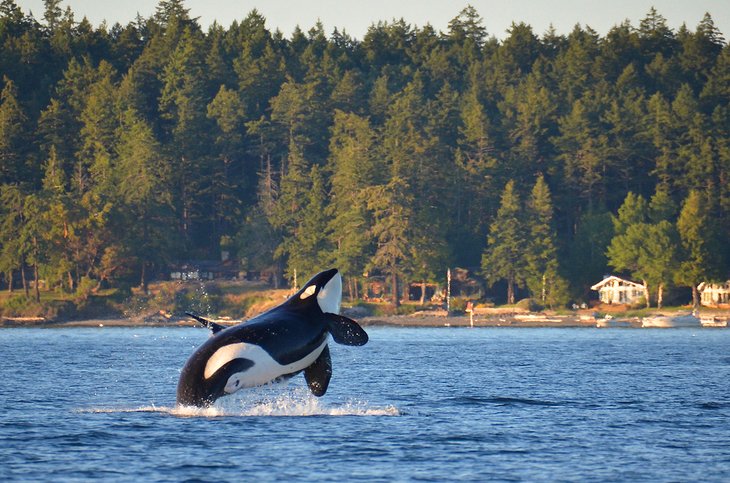 Killer Whale breaching in the San Juan Islands