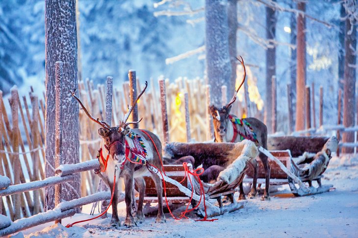 Reindeer sleds in Rovaniemi