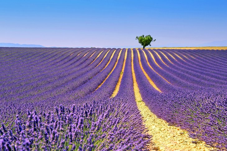 Lavender fields in Provence, France