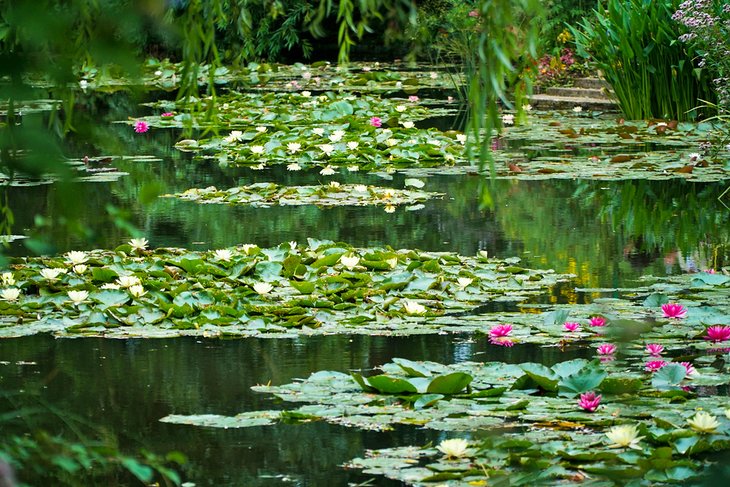 Water Lilies in Monet's Garden