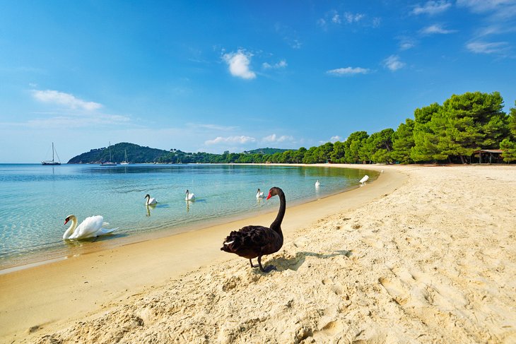 Swans on the beach at Koukouaries, Skiathos