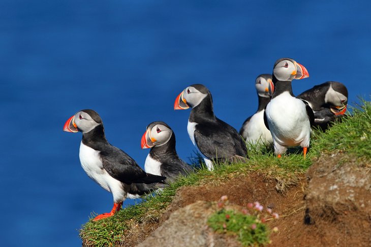 Puffins on the cliffs of Latrabjarg