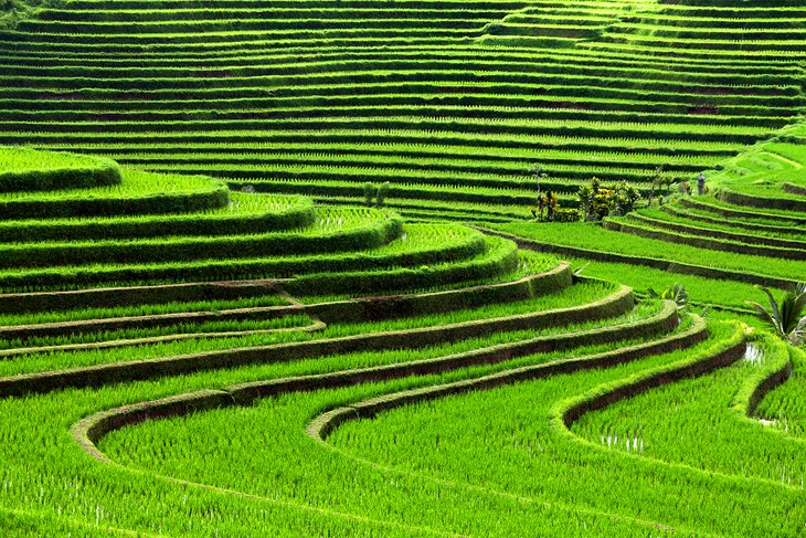 Rice terraces in Bali