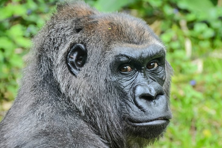 Gorilla at the Bronx Zoo