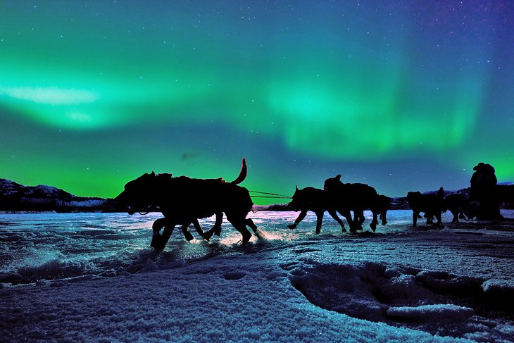 Dog sledding in the Yukon under the northern lights