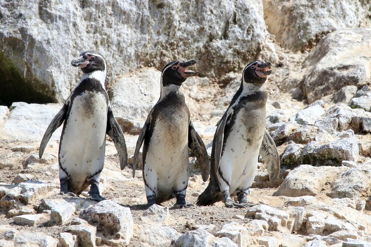 Penguins in the Ballestas Islands