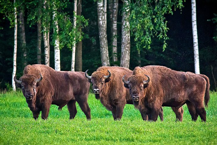 Bison in the Bialowieza Forest Reserve