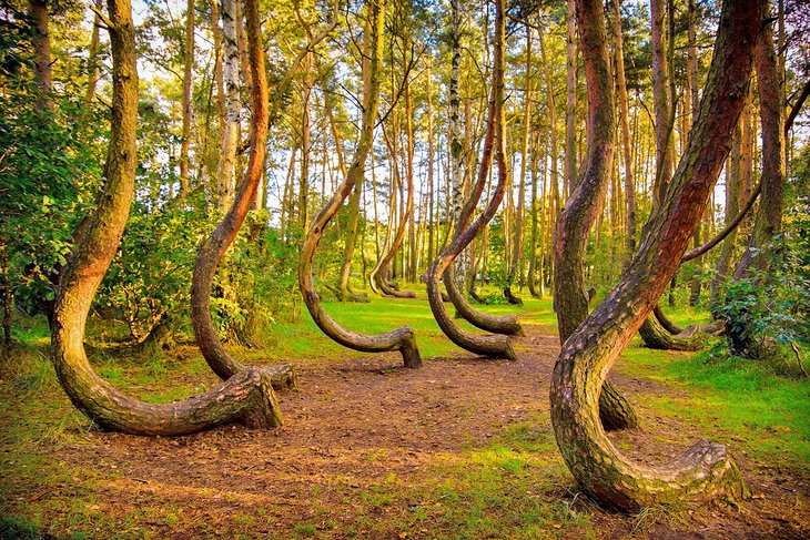 Crooked Forest