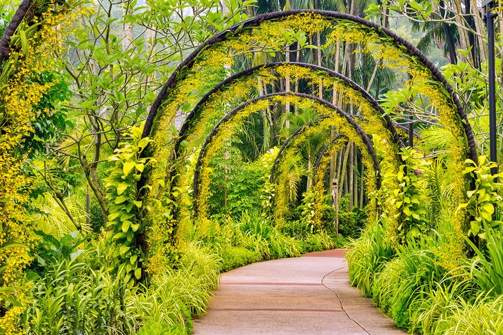 Arches with yellow orchids in the Orchid Garden
