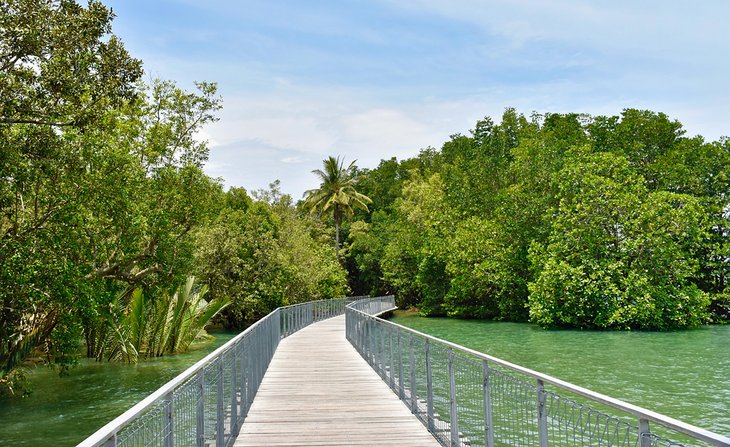 Boardwalk through the wetlands on Pulau Ubin Island