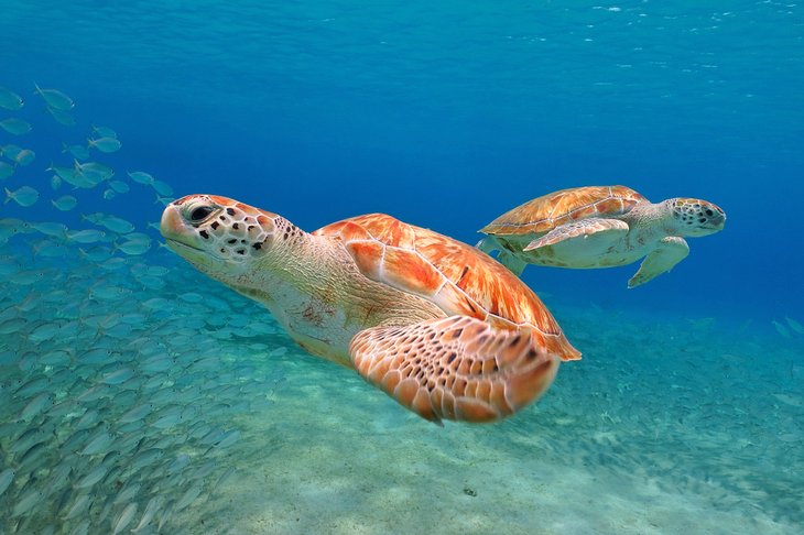 Sea turtles