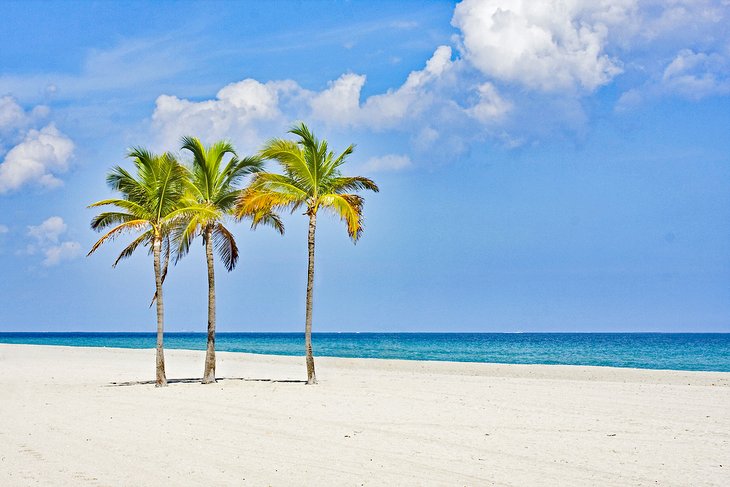 Palm trees on Miami Beach