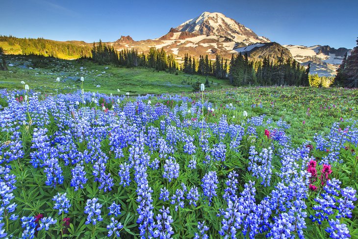 Wildflowers blooming near Mt. Rainier