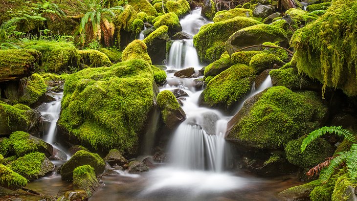 Stream in Olympic National Park