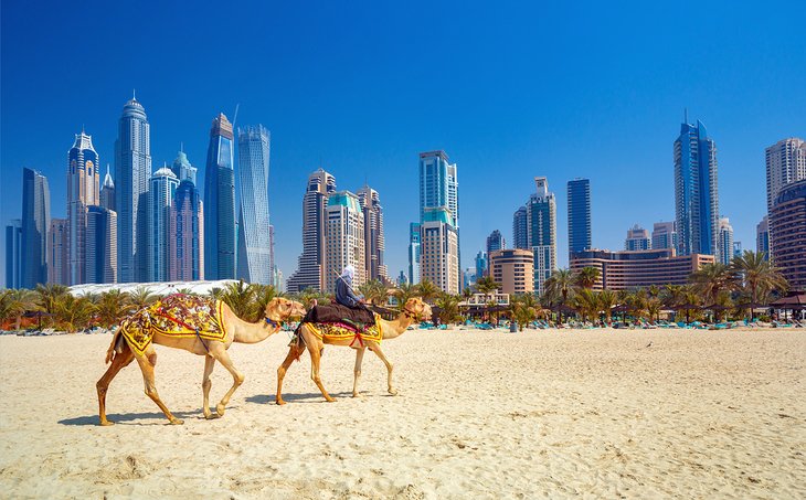 Camels on Jumeirah beach in Dubai