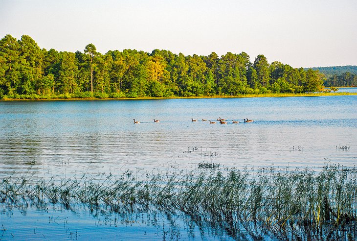 Geese on DeGray Lake