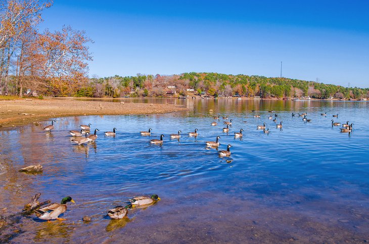 Canards et oies au parc d'État du lac Catherine