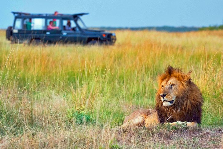 African safari