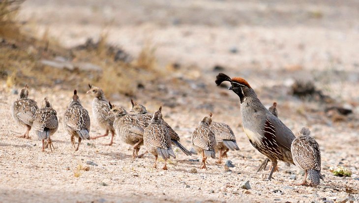 Quail at Black Rock Campground