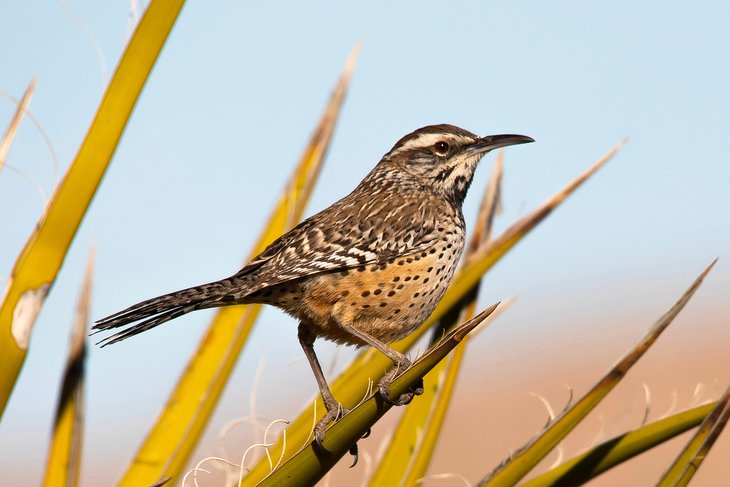 Cactus wren in Joshua Tree NP