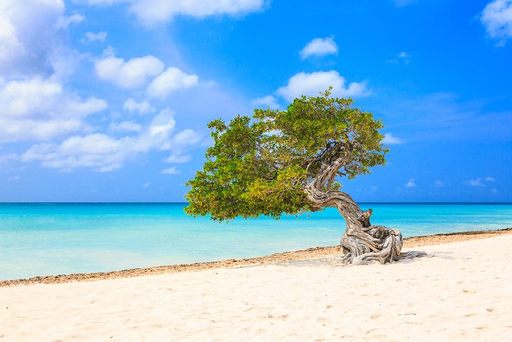 Divi divi tree on Eagle Beach, Aruba