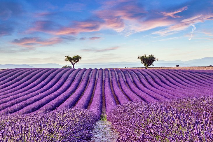 Lavender field near Valensole, Provence