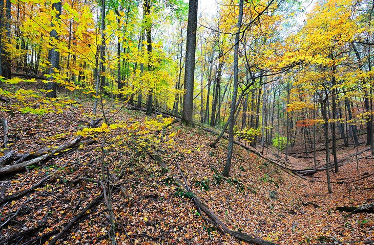 Hoosier National Forest