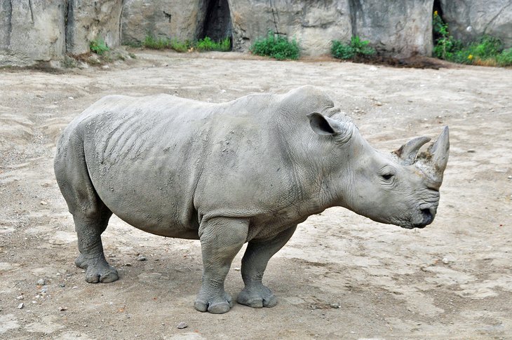 Rhinoceros at the Indianapolis Zoo