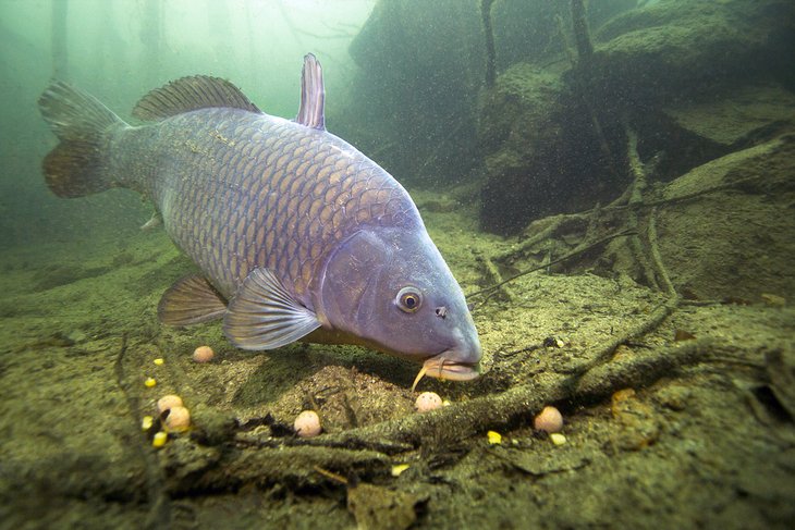 Carp is a popular catch in Ireland