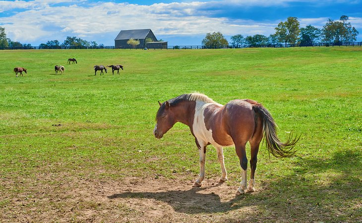 Horse farm in Georgetown, Kentucky