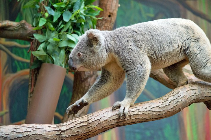 Koala au zoo de Tolède