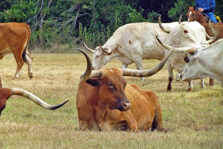 Longhorn cattle near the Chisholm Trail Heritage Center in Duncan
