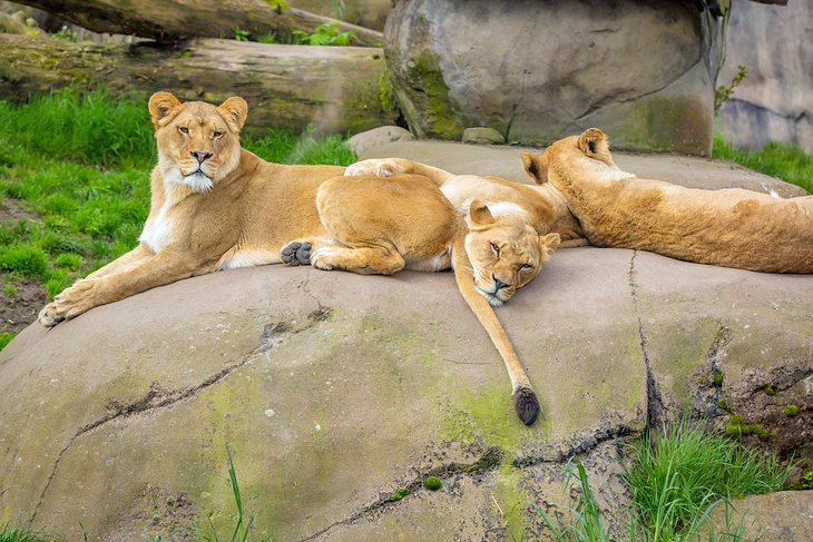 Lions at the Oregon Zoo