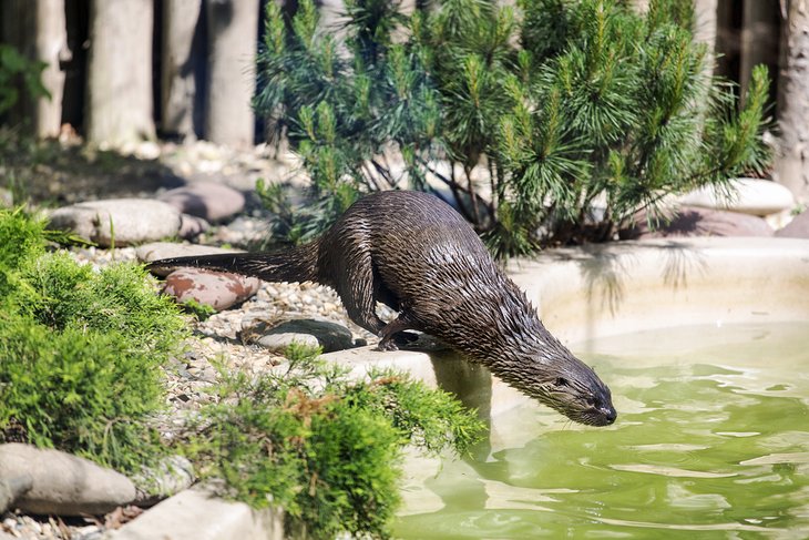 Otter at the Roger Williams Park Zoo