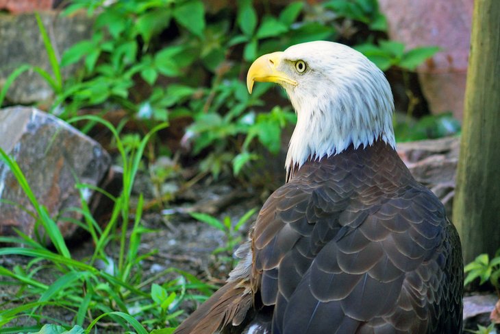 American bald eagle at the Great Plains Zoo