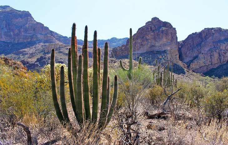 Organ Pipe Cactus National Monument