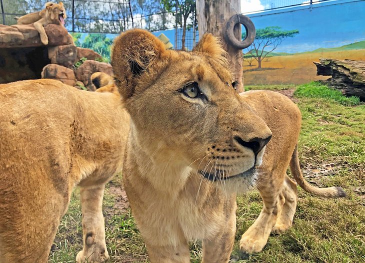 Lion exhibit at the Billabong Zoo Koala & Wildlife Park