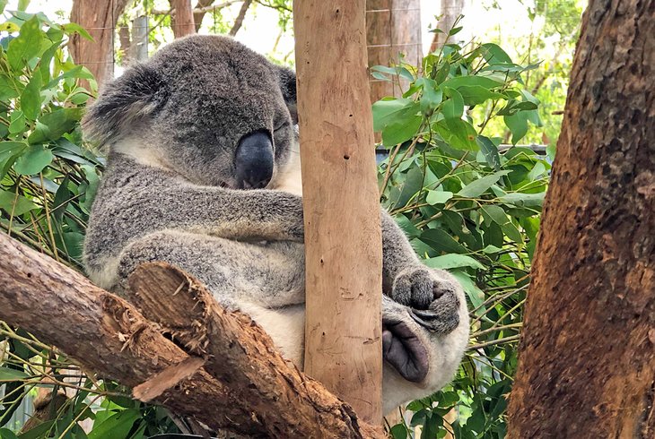 Koala relaxing at the Koala Hospital