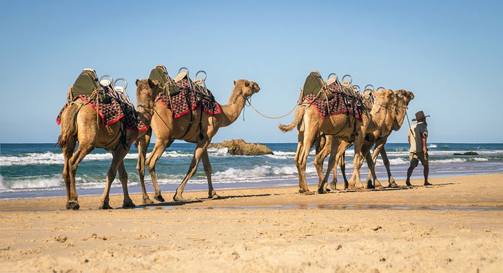 Guide leading camels along Lighthouse Beach in Port Macquarie