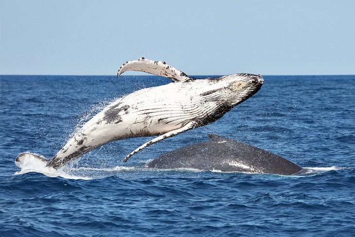 Breaching humpback whales off Port Macquarie