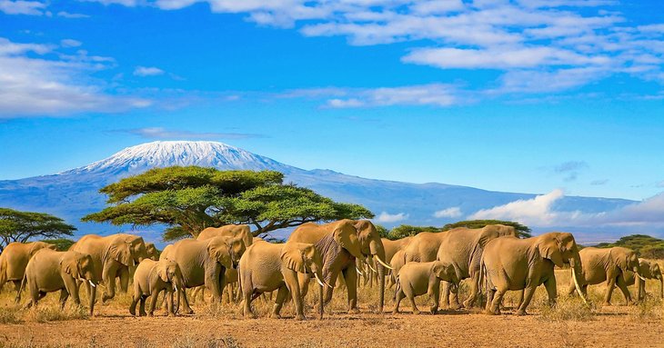 Elephants in front of Mount Kilimanjaro