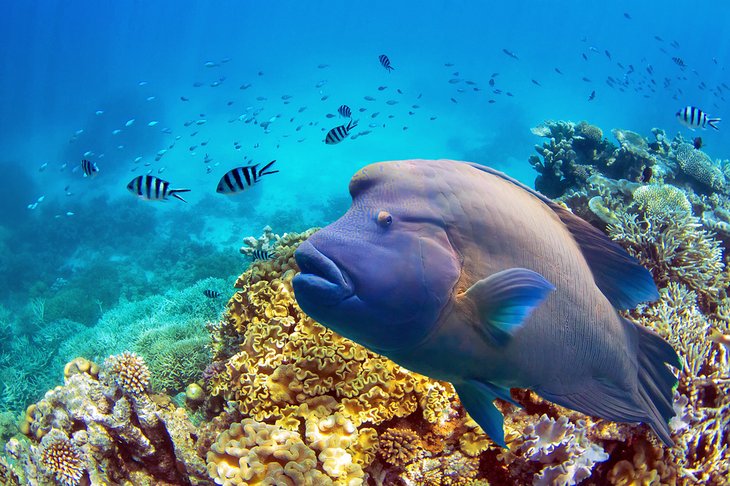 Great Barrier Reef, Australia