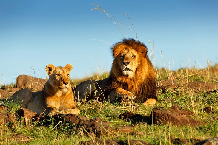 Lions in the Masai Mara