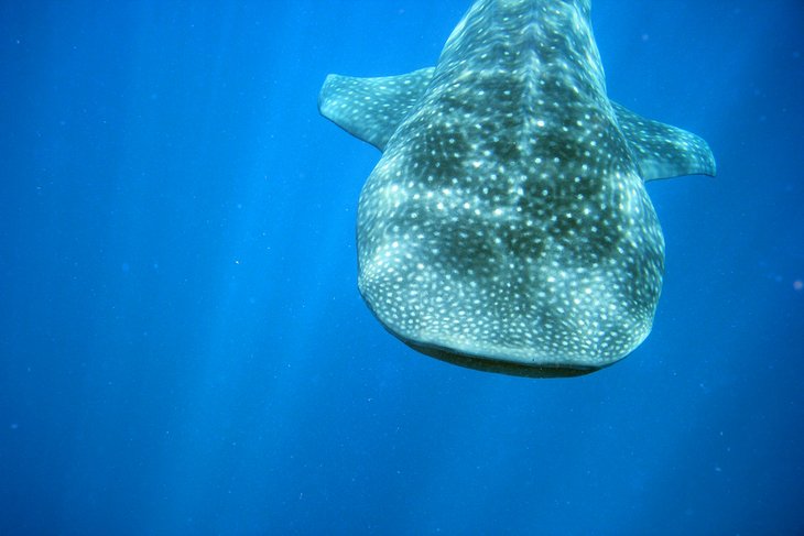 Whale shark off Playa del Carmen