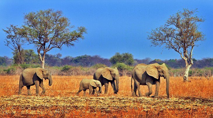 Un troupeau d'éléphants dans le parc national de South Luangwa