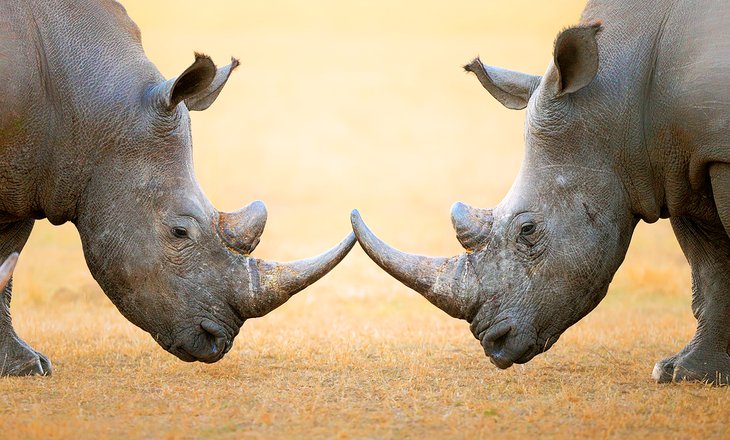 White rhinos in Kruger National Park